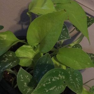 Do not buy! Private Bundle for trade